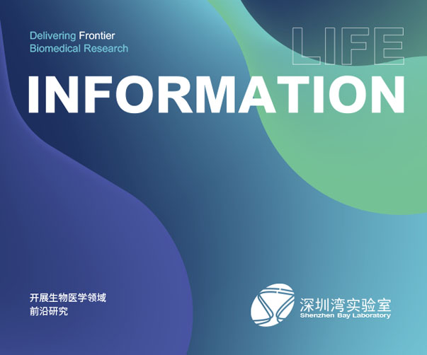 Safiro 字體：字體設計與排版的典范之作